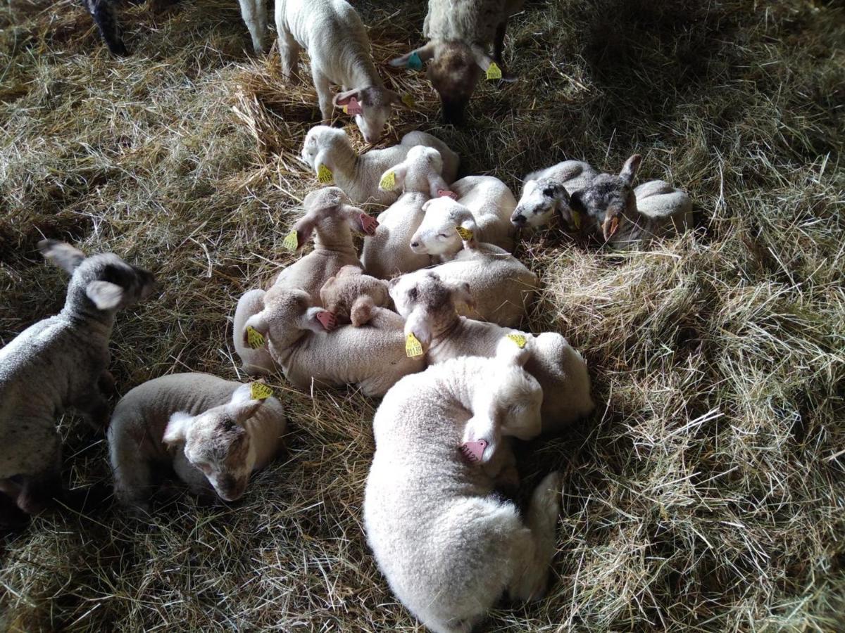 Sauvagny Bergerie Restauree Avec Cheminee, Jardin Clos, Animaux Acceptes - Fr-1-489-13 מראה חיצוני תמונה